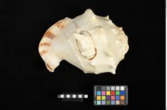 Foto (unten) von Salatschüssel mit Besteck  (NHMW-ZOO-MO-0081100-ETH-106)
